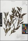 Foto von Salix hegetschweileri Heer